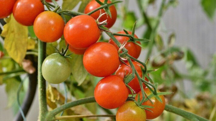 Садівники пояснили, як захистити помідори від фітофторозу: профілактика, мульча та правильний полив