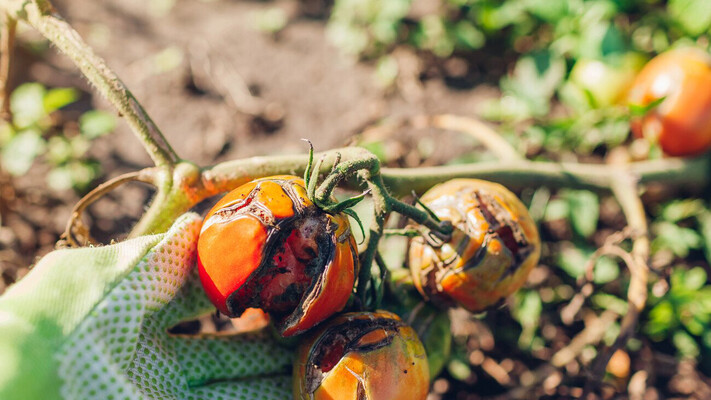 Названо найкращий засіб проти фітофтори на помідорах
