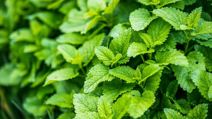 П’ять рослин, які краще не саджати у саду: поради садівників