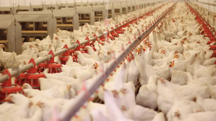 Україна тимчасово заборонила імпорт продукції птахівництва зі США