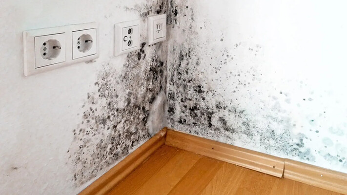 Що робити, якщо в будинку з’явилася цвіль: прості способи боротьби 