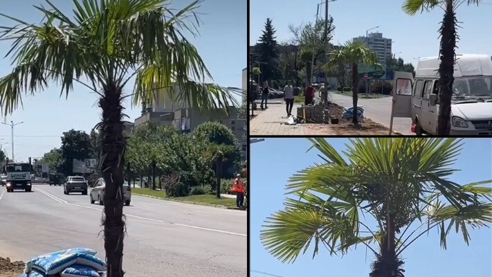 Екзотична інтрига в Ужгороді: чи переживуть тропічні пальми українську зиму?