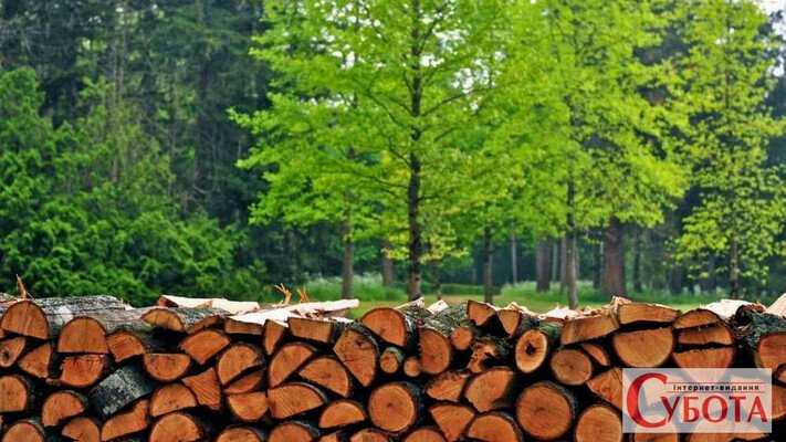 Житомирщина лідирує в лісовій галузі: тут найбільше бізнесів у сфері лісового господарства