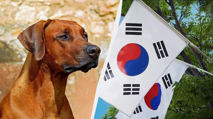 У шести країнах світу досі їдять собак: це не тільки Корея