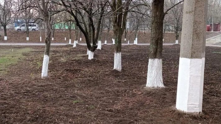 Чи варто білити дерева восени