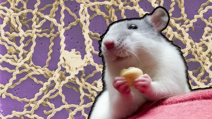 Лептоспіроз шириться Україною: що варто знати?