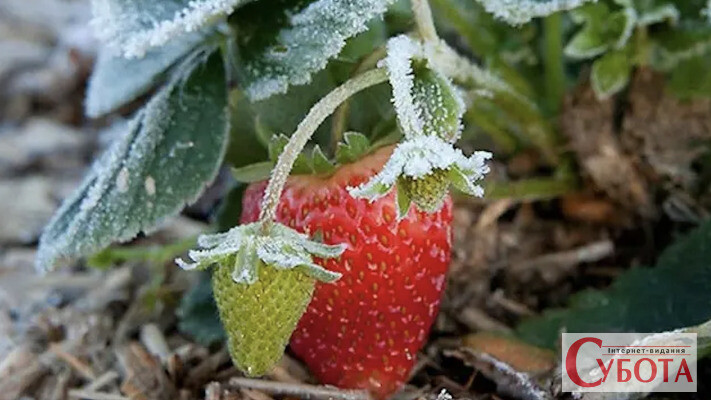 Як підгодувати полуницю восени, щоб наступного року зібрати рекордний урожай