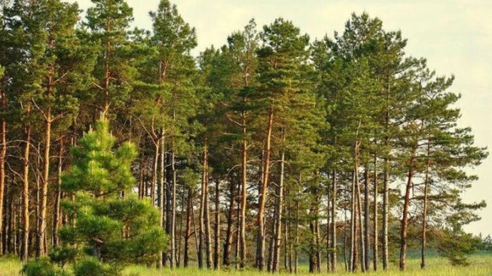 Заповідні гектари повернулися додому: хто стоїть за перемогою