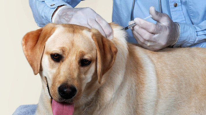 Важливо для життя: як часто котів та собак треба вакцинувати від сказу