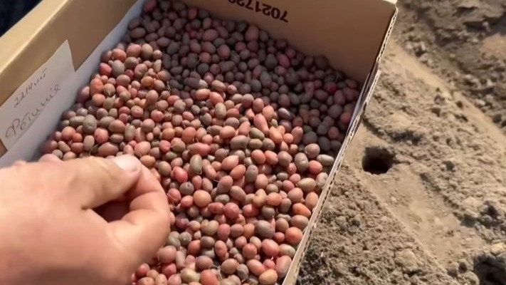 Картопля нового покоління: мінібульби шокують аграріїв і гурманів!