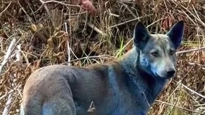 У Чорнобилі помітили собак із блакитною шерстю: вчені шукають пояснення дивному феномену