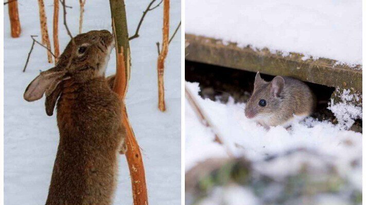 Гризуни в саду: як не стати “їдальнею” для мишей та зайців
