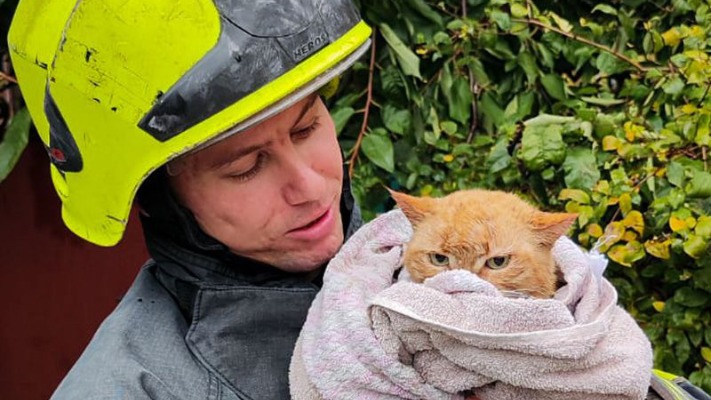 Рятувальники витягли кішку, яка впала у 10-метровий колодязь
