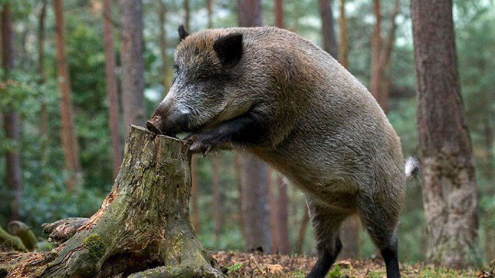 На Закарпатті грибника ледь не роздер лютий кабан: врятував лише пес