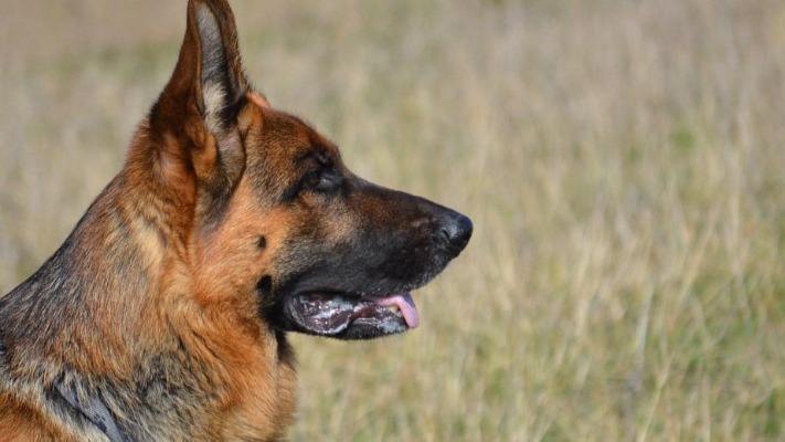 Песик Хазар допоміг знайти зниклого хлопчика