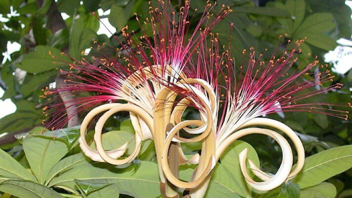 Зелень для приваблення зелені: ТОП-8 кімнатних рослин-магнітів для грошей